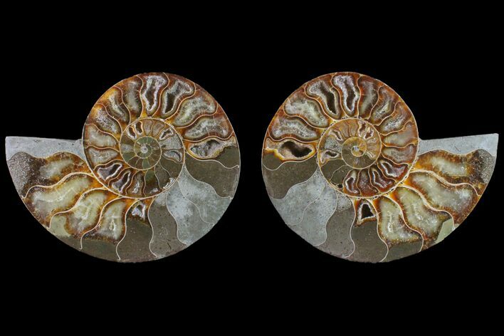 Bargain, Cut & Polished Ammonite Fossil - Madagascar #148022